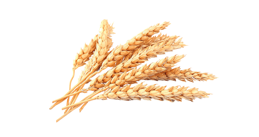 Buğday DDGS Yem Hammaddesi Blog - Protein Açısından Zengin Yem Kaynağı